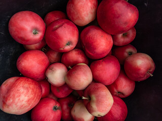 Close-up shot of a pile of pink apples in autumn