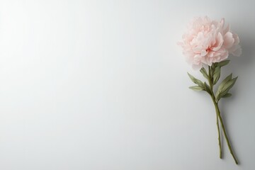 Fototapeta premium Delicate pink flower rests elegantly on soft white background, s