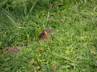 Juvenile common rat (Rattus norvegicus) with dark grey fur sitting in the green grass in bright sunlight