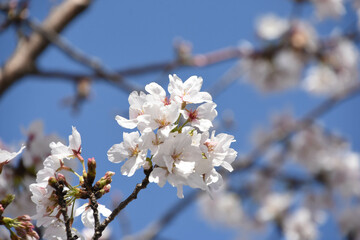 青空に桜