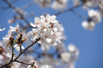 Obraz premium 青空に桜