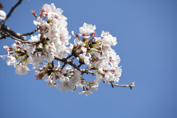 青空に桜