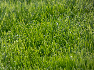 Close-up of a lawn with long, green grass in spring in bright sunlight