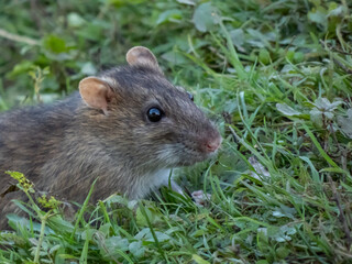 Close-up of the Common rat (Rattus norvegicus) with dark grey fur sitting in the green grass
