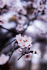 An extraordinarily beautiful atmosphere of spring, nature blooming full of life.