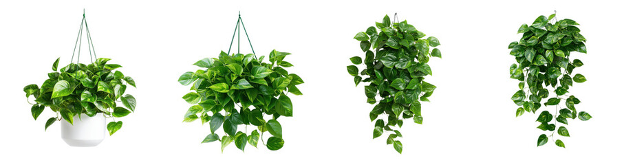Lush Green Hanging Plants in White Pots Perfect for Home Decor and Interior Design