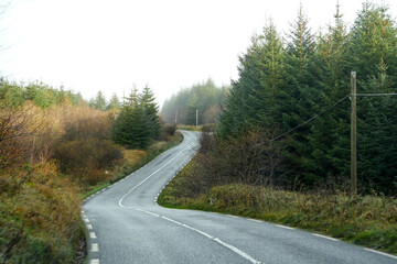 Road through the forests of Ireland