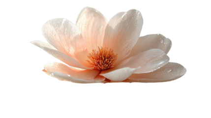 Blossom flower concept. A beautiful serene close up of a pure white flower with vibrant orange center petals showcasing its elegant fragile and natural beauty