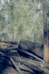 Obraz premium A cut tree down in a forest 