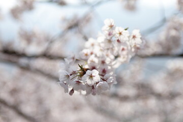 봄날 만개한 벚꽃과 맑은 하늘 – Full Bloom Cherry Blossoms under Clear Spring Sky in Korea 매화 벚꽃 왕벚꽃 봄