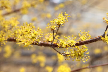 blooming cherry tree 매화 벚꽃 왕벚꽃 봄
