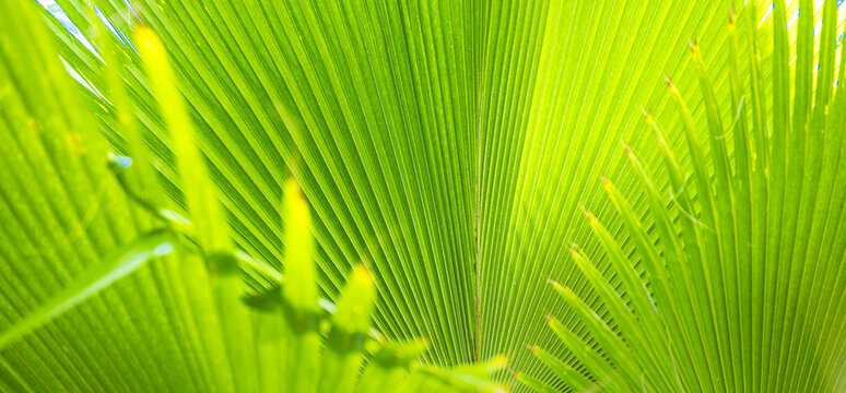 Beautiful abstract nature background, fresh green palm leaves, sunshine blurred lush foliage. Natural closeup summer plants wallpaper. Well being palm leaf texture natural tropical green sunny pattern