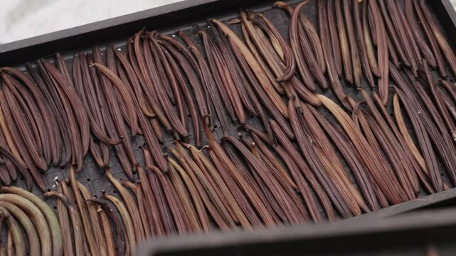 Natural organic vanilla beans drying process under the sun, in java indonesia