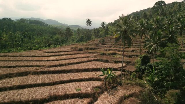 Aerial drone shot view of rural rice field after harvest during the day, drone flies over the rice field in Sungai Tengah,  Jember , Jawa Timur, ndonesia.