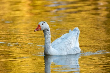 White goose gliding on golden water.