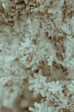 close up snow leaves white