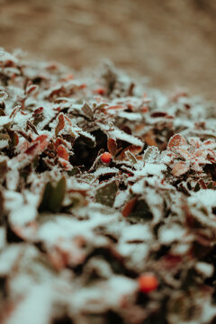 autumn leaves on the ground цшер ытщц