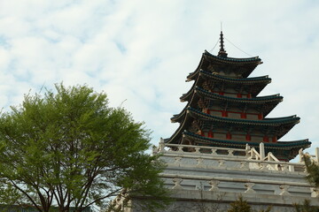 blooming cherry tree 매화 벚꽃 왕벚꽃 봄