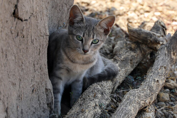 Kätzchen im Masai-Dorf
