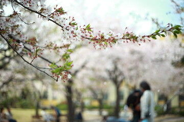 봄날 만개한 벚꽃과 맑은 하늘 – Full Bloom Cherry Blossoms under Clear Spring Sky in Korea