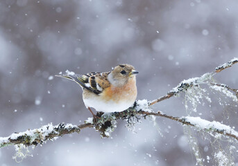Brambling (Fringilla montifringilla) female in snowfall perched on a branch in early spring.	
