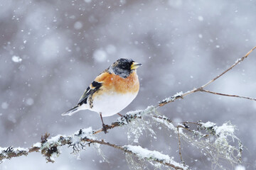 Brambling (Fringilla montifringilla) male in snowfall perched on a branch in spring.