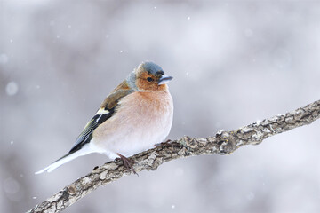 Common chaffinch (Fringilla coelebs) male perched on a branch in snowfall in early spring.	
