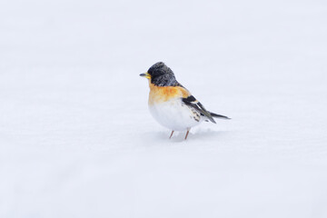 Brambling (Fringilla montifringilla) male standing in the snow in early spring.	
