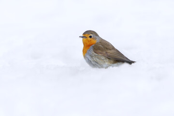 European robin (erithacus rubecula) standing in the snow in early spring.	
