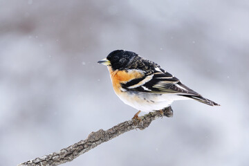 Brambling (Fringilla montifringilla) male in snowfall perched on a branch in spring.