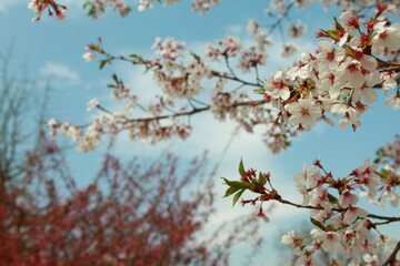 봄날 만개한 벚꽃과 맑은 하늘 – Full Bloom Cherry Blossoms under Clear Spring Sky in Korea 매화 벚꽃 왕벚꽃 봄