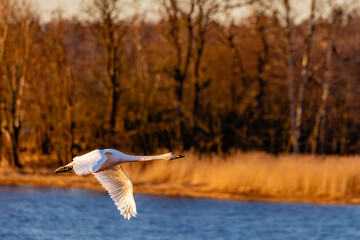 swan in flight over lake © Artem