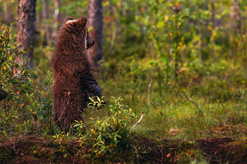 brown bear cub © Artem