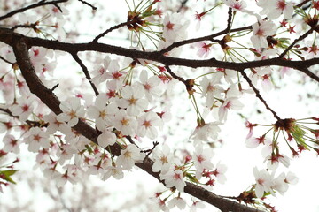 봄날 만개한 벚꽃과 맑은 하늘 – Full Bloom Cherry Blossoms under Clear Spring Sky in Korea 매화 벚꽃 왕벚꽃 봄