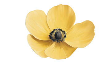 Bright Yellow Flower With Symmetrical Bloom Highlighting Botanical Elegance