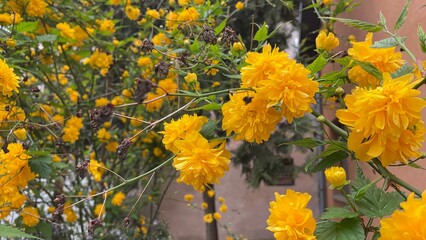Bright yellow flowers blossom in a vibrant garden during a sunny afternoon, creating a cheerful and lively atmosphere