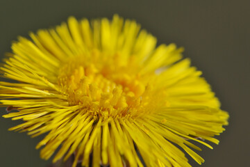 Huflattich, Tussilago farfara