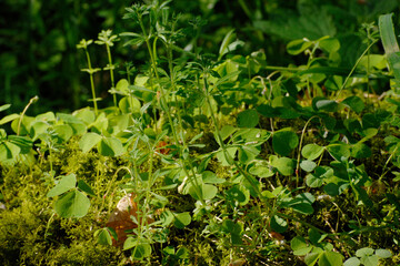 Wald-Sauerklee,  Hain-Sauerklee,  Oxalis acetosella