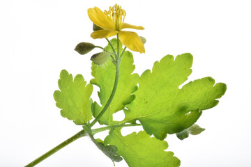 Schöllkraut, Chelidonium majus L.