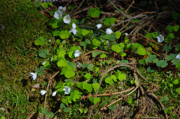 Wald-Sauerklee,  Hain-Sauerklee,  Oxalis acetosella