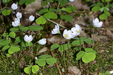 Wald-Sauerklee,  Hain-Sauerklee,  Oxalis acetosella