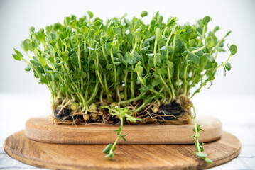 Close-up of micro-green polka dots. Healthy eating. Commercial banner