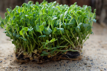 Close-up of micro-green polka dots. Healthy eating. Commercial banner