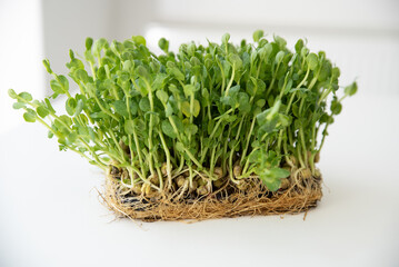 Close-up of micro-green polka dots. Healthy eating. Commercial banner