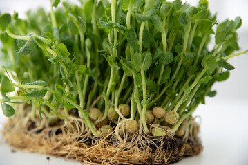 Close-up of micro-green polka dots. Healthy eating. Commercial banner