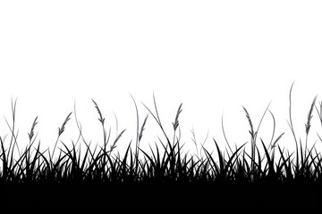 Silhouette grass against white background