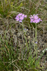 Primel, Mehl, Primula farinosa