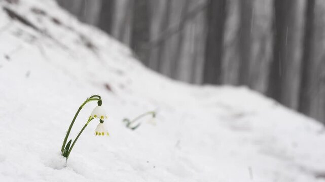 Spring Snowflake flower under the rain and the snowflakes (Leucojum Vernum)
