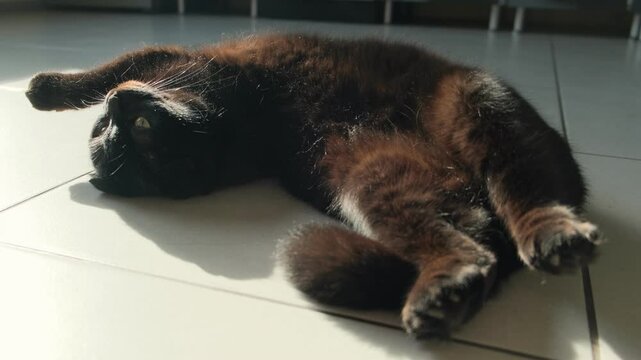 Black cat lying on its back in a funny, odd position on a tiled floor, enjoying the sunlight. Concept of living in the moment and savoring life.