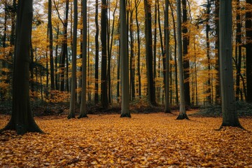 Obraz premium Scenic autumn forest with vibrant yellow and orange foliage